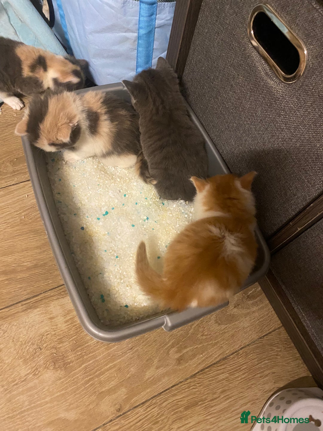 American Shorthair cats for sale: 4 amazingly beautiful kittens - Advert 7