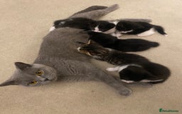 British Shorthair cats for sale: kittens ready now for new home - Image 10