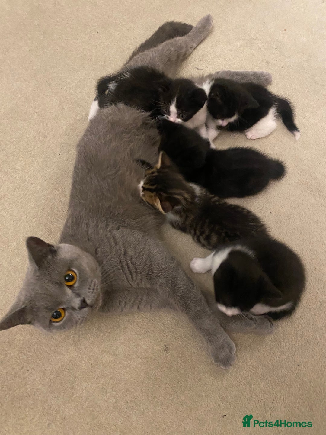 British Shorthair cats for sale: kittens ready now for new home - Image 10