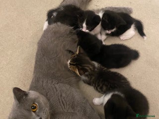 British Shorthair cats - Advert 2