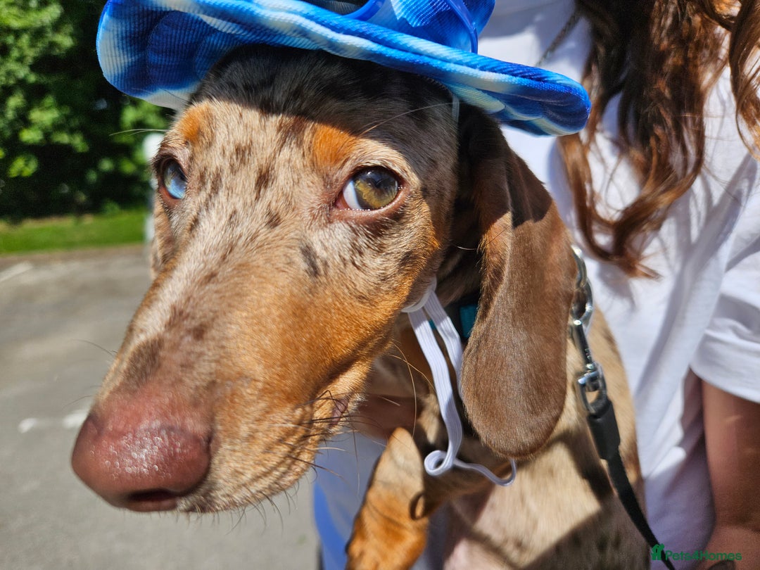 Dachshund dogs for stud: Dapple Daschund Male - Image 4