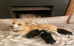Welsh Corgi Pembroke dogs for sale: KC REG PEMBROKESHIRE CORGIS - Image 3