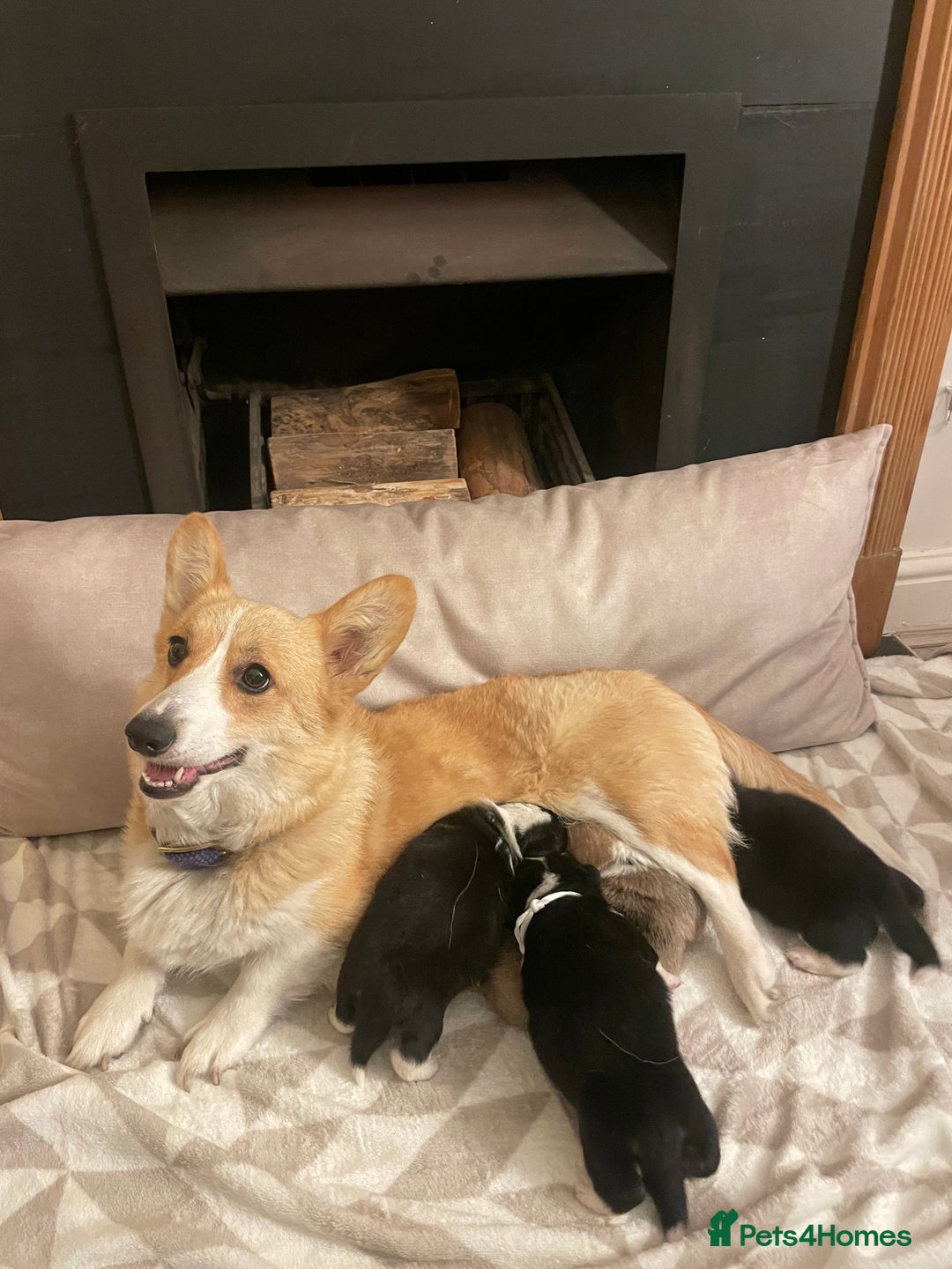 Welsh Corgi Pembroke dogs for sale: KC REG PEMBROKESHIRE CORGIS - Image 3