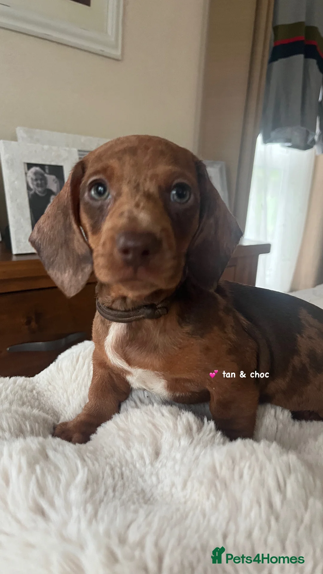 Miniature Dachshund dogs for sale: Dachshund Miniature Dapple - Advert 7