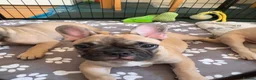 French Bulldog dogs for sale: KC French Bulldog Boys – Fully Vaccinated - Advert 12