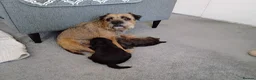 Border Terrier dogs for sale: Kc Show Quality Puppies  - Advert 9