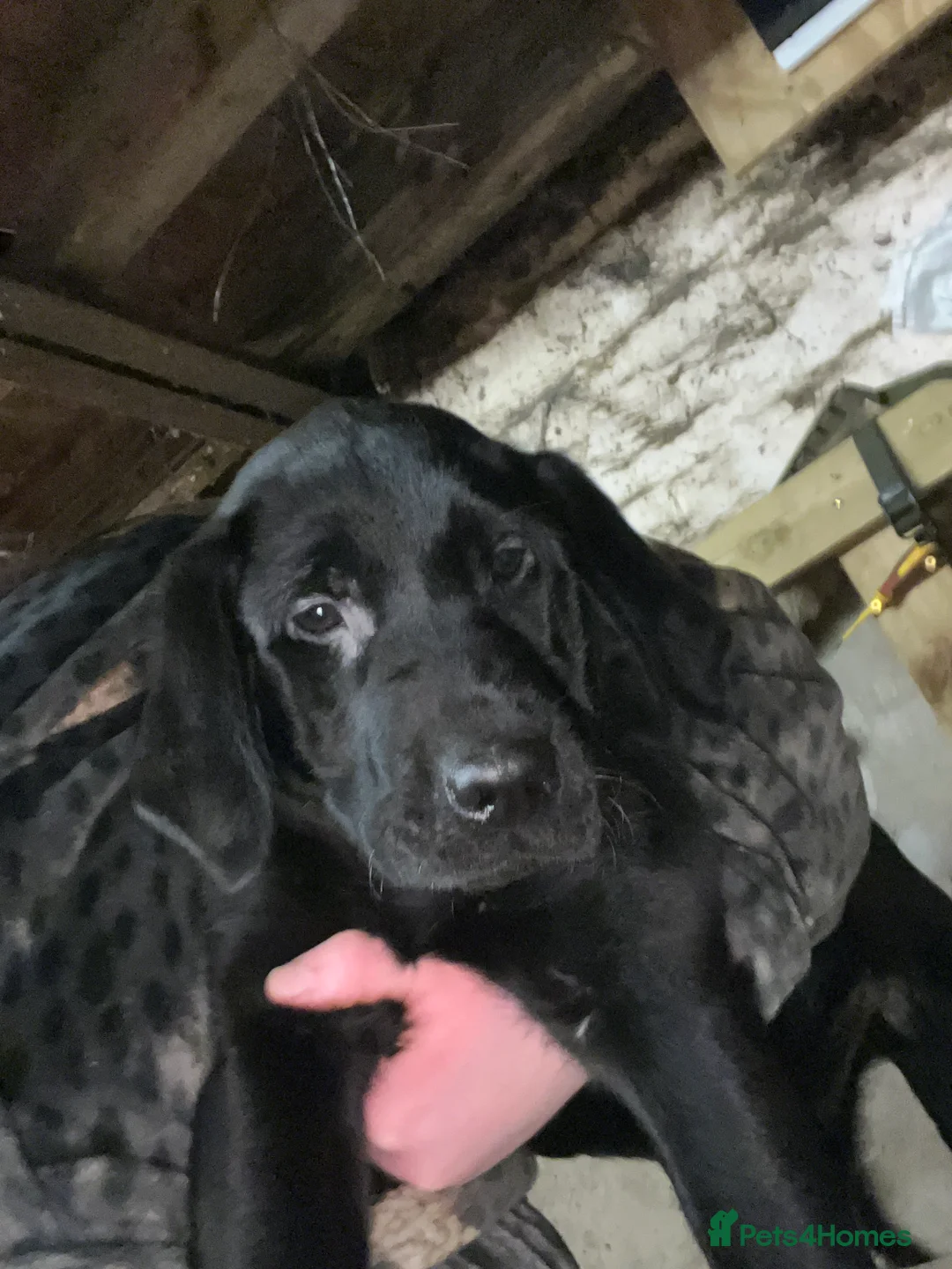 Mixed Breed dogs for sale: Two Lovely boys looking for a forever Home  . - Advert 4