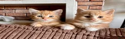 Mixed Breed cats for sale: Ginger and mix colour kittens for sale 🥰 - Advert 7