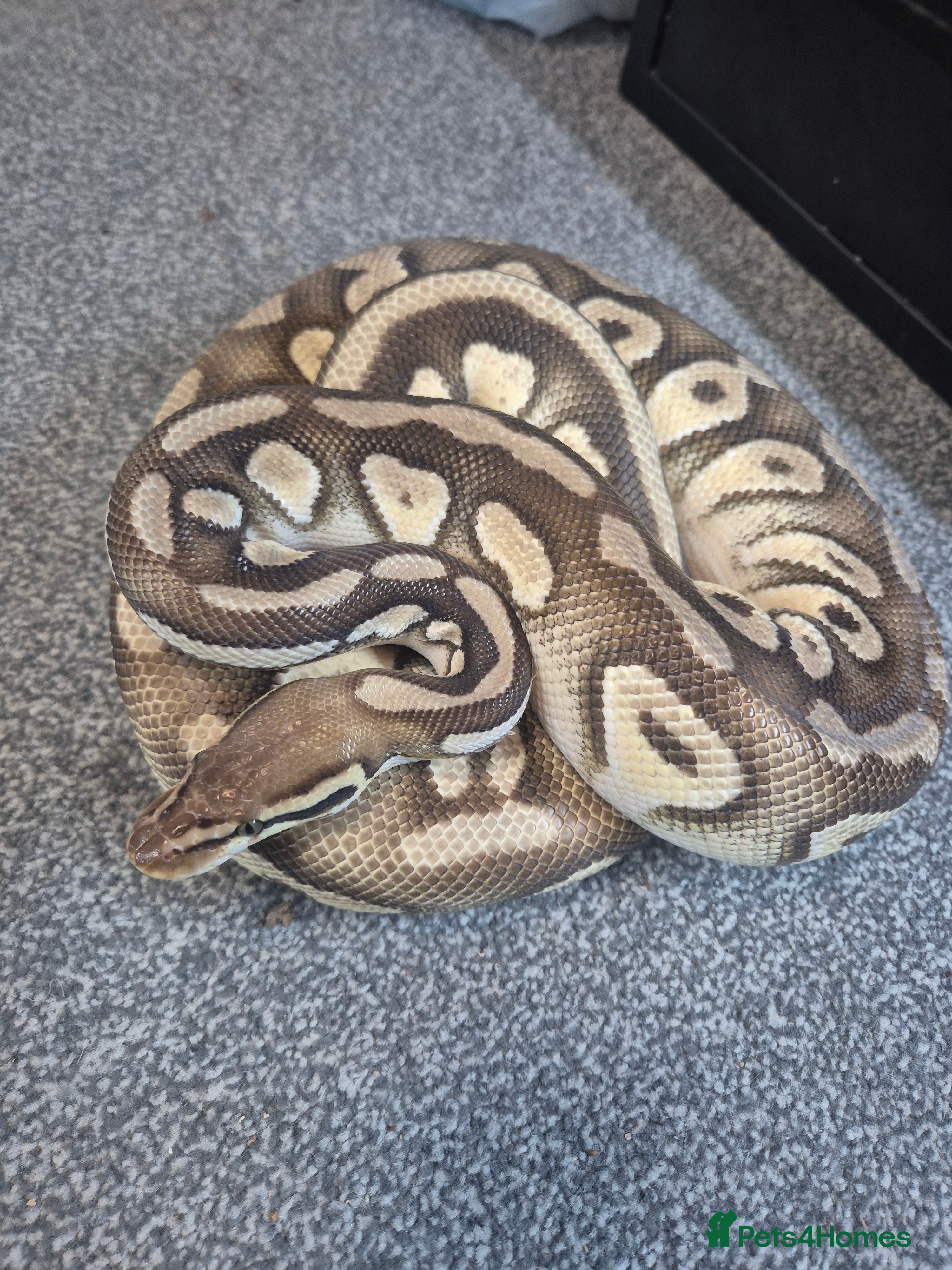 Python Snake reptiles Female Ball Pyhton - Advert 2