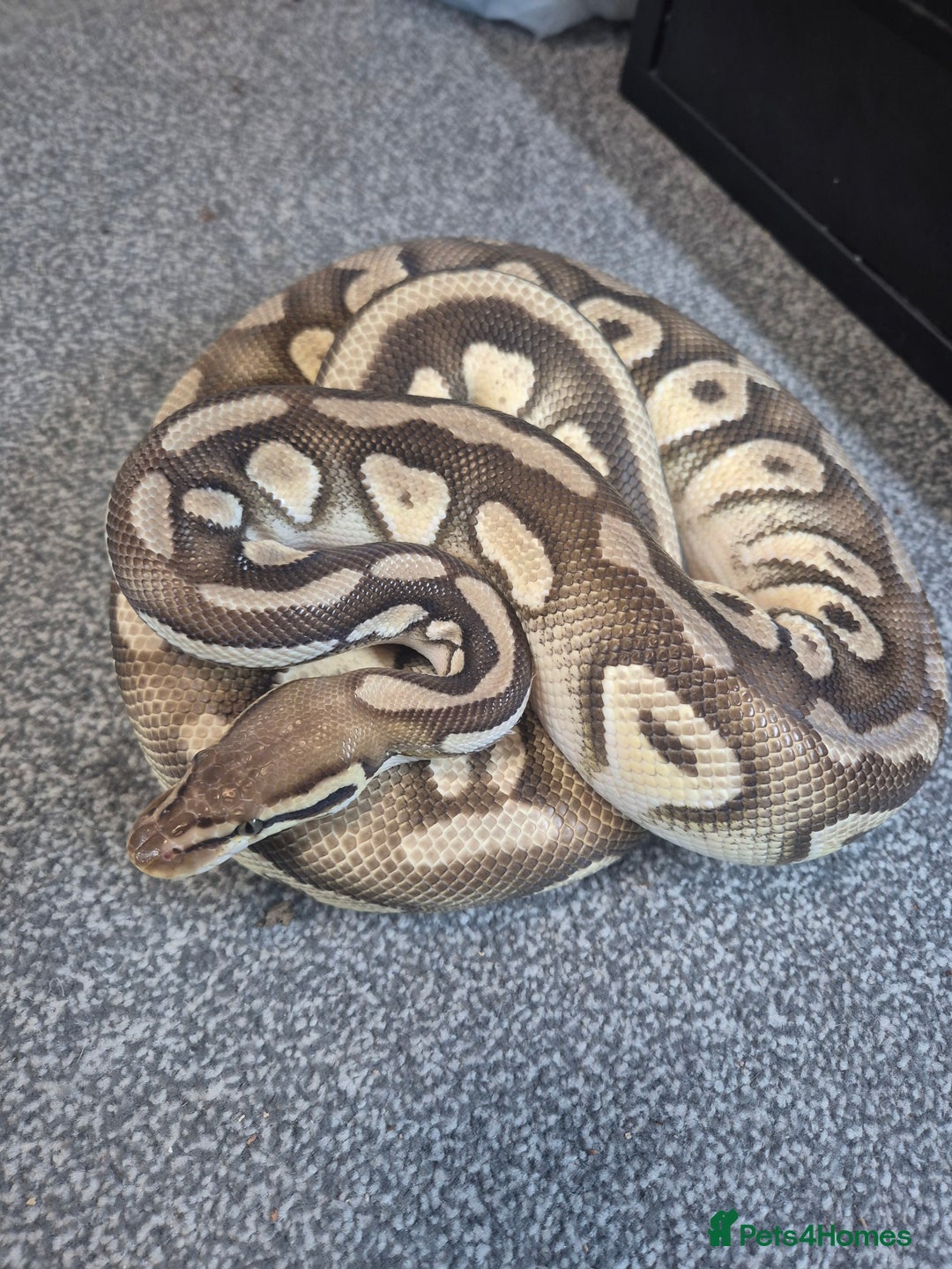 Python Snake reptiles for sale: Female Ball Pyhton - Advert 1