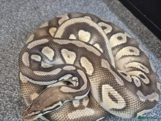 Python Snake reptiles Female Ball Pyhton - Advert 18