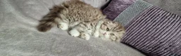 British Shorthair cats for sale: British shorthair scottish fold British longhair  - Advert 14