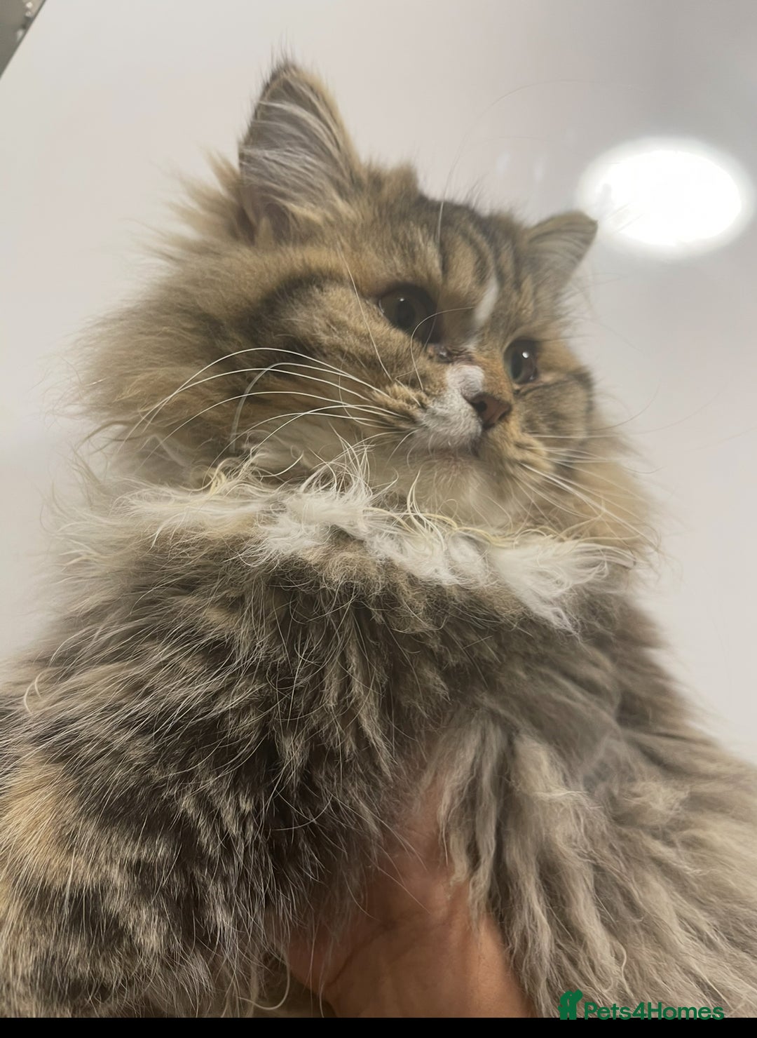 Persian cats for sale: persian kittens and mum - Advert 11