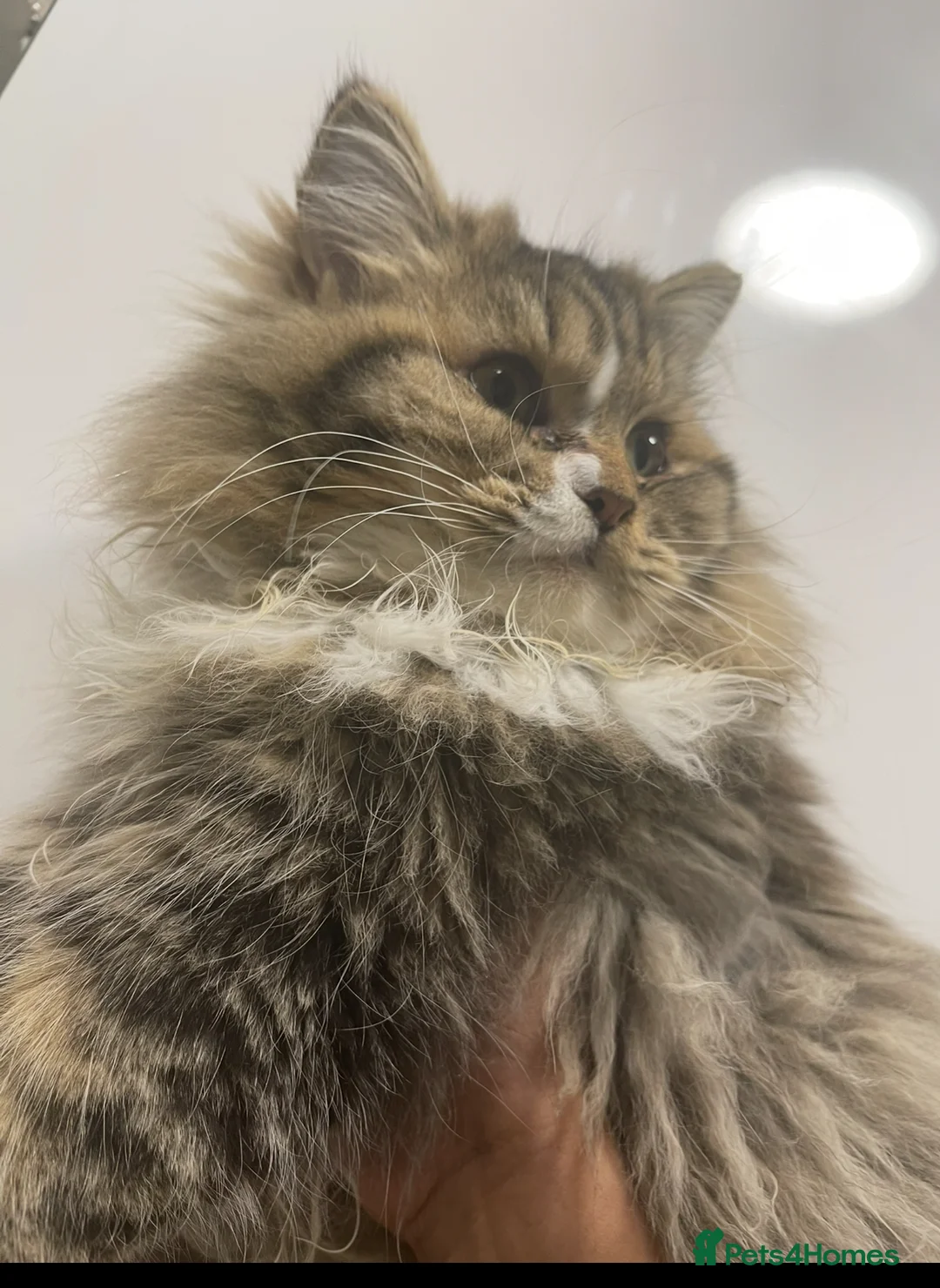 Persian cats for sale: persian kittens and mum - Advert 7