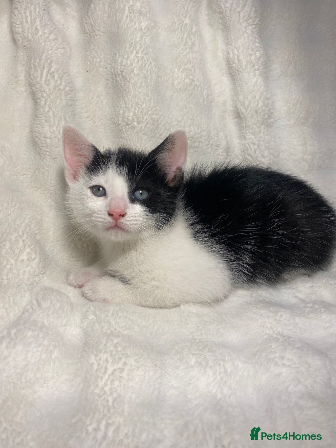 Mixed Breed cats for sale: 2 Adorable Kittens Awaiting Their Forever Home🏡 - Advert 5