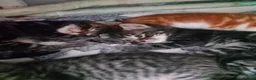 British Longhair cats for sale: British longhair kittens  in Gillingham - Advert 9