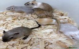 Gerbil rodents for sale: Baby gerbils ready now  - Image 17