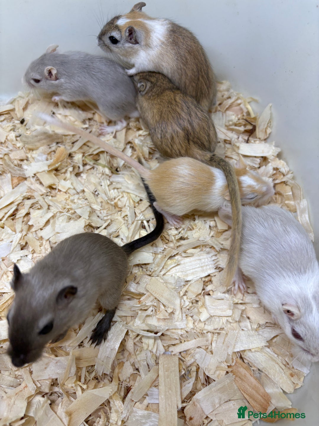 Gerbil rodents for sale: Baby gerbils ready now  - Image 17