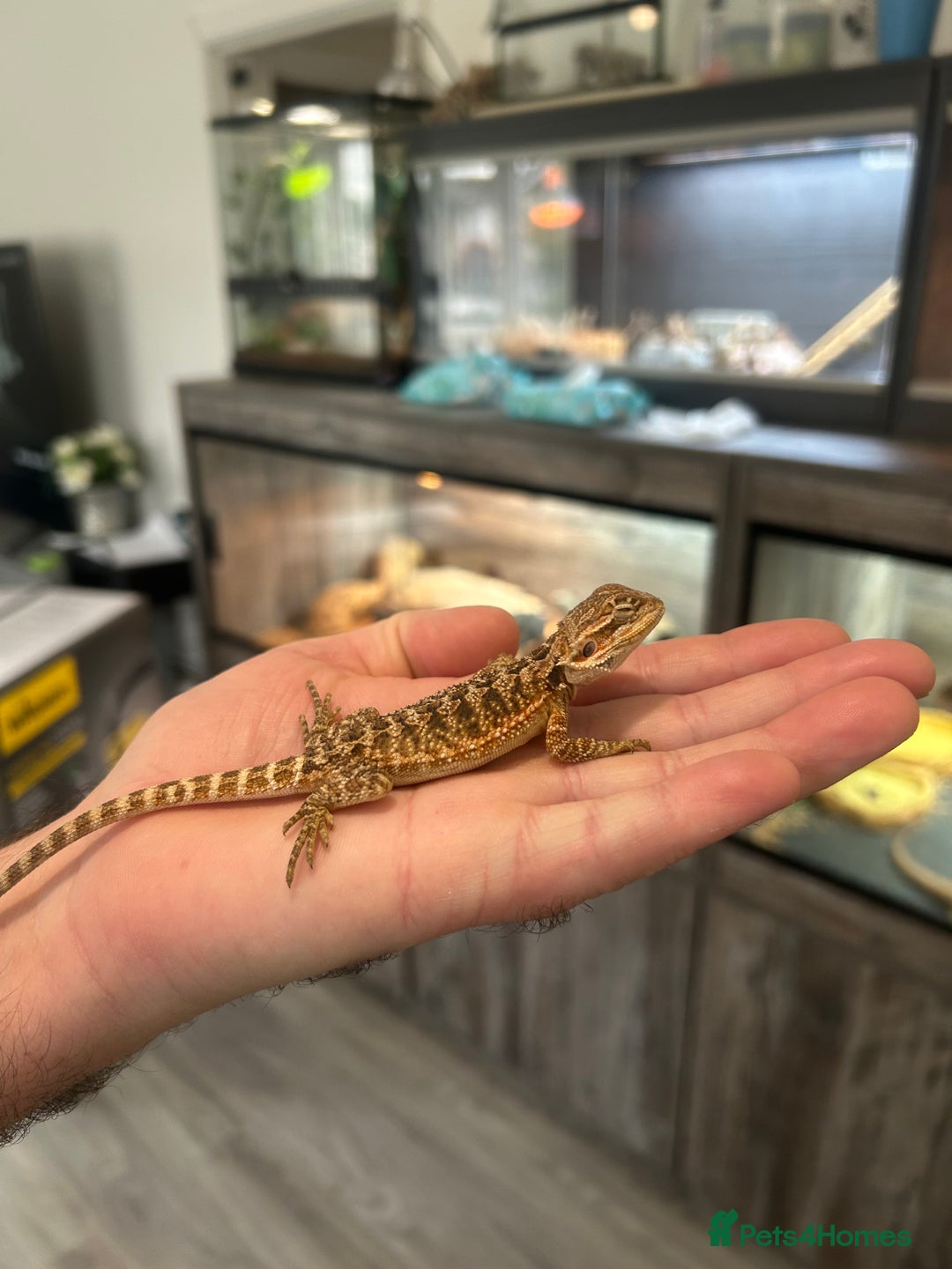 Bearded Dragon reptiles for sale: 60 Baby bearded dragons - Image 16