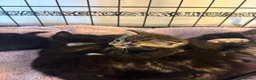 Domestic Shorthair cats for sale: 6 Curious Loving Domestic Shorthair Kittens - Advert 26