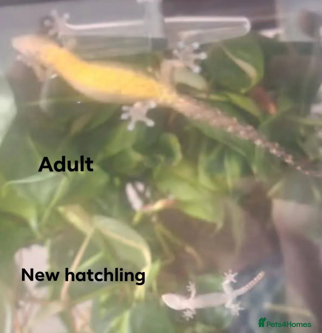 Gecko reptiles for sale: Mourning geckos. - Advert 32