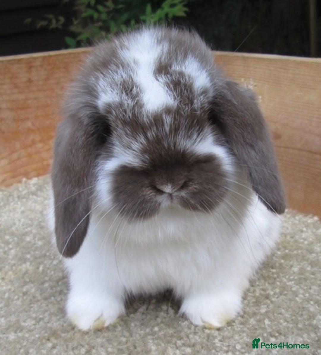 Mini Lop rabbits for sale: Stunning babies various ages vaccinated  - Advert 34