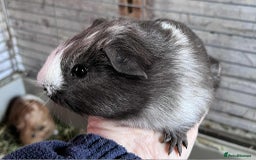 Guinea Pig rodents for sale: Beautiful baby Guinea pigs - Image 5