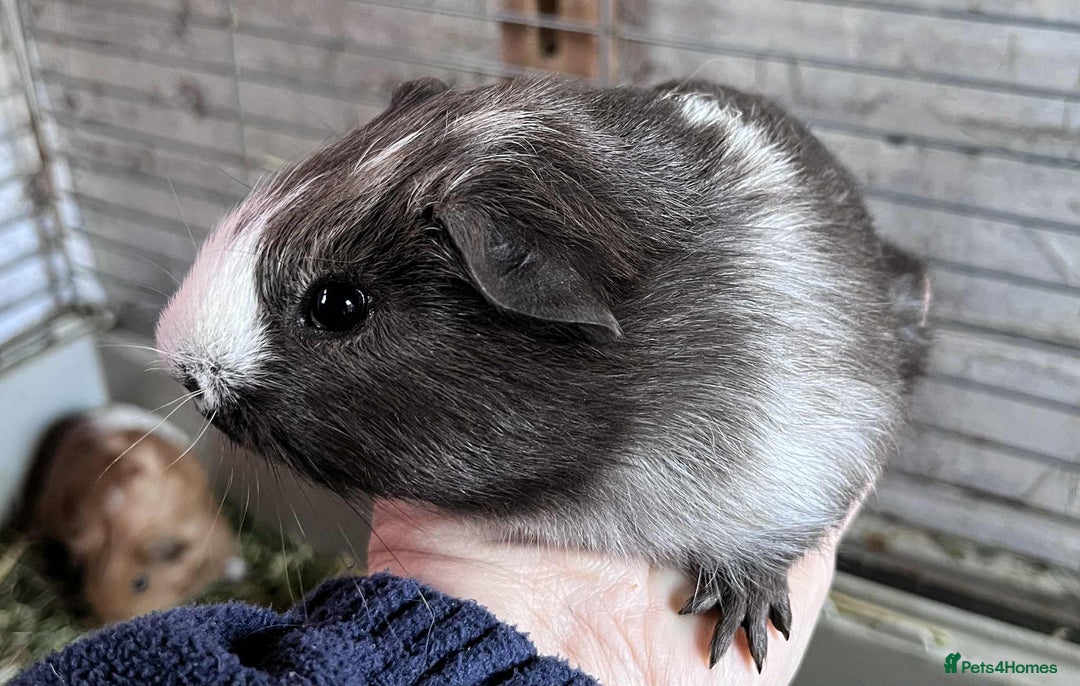 Guinea Pig rodents for sale: Beautiful baby Guinea pigs - Image 5