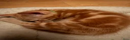 Persian cats for sale: Persian cross Kittens looking for Loving Homes 🐾 - Advert 22