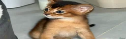 Abyssinian cats for sale: Champion parents amazing kittens  - Advert 16