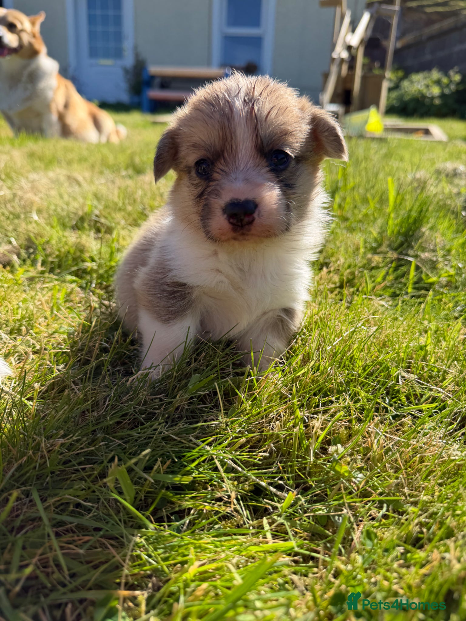 Welsh Corgi Pembroke dogs Pembrokeshire Corgi Girls - Advert 7
