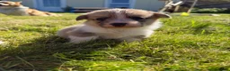 Welsh Corgi Pembroke dogs for sale: Pembrokeshire Corgi Girls - Advert 1