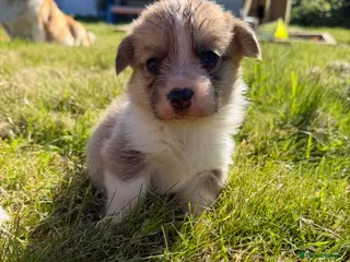 Welsh Corgi Pembroke dogs Pembrokeshire Corgi Girls - Advert 7