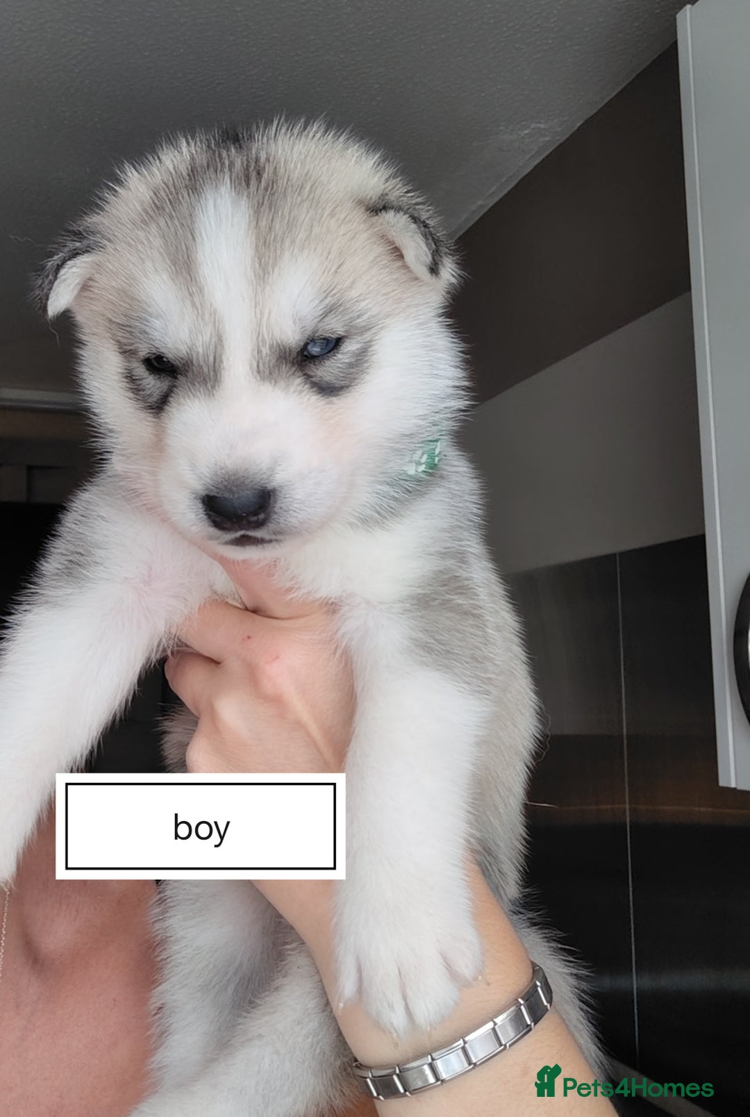 Siberian Husky dogs for sale: Siberian huskys READY NOW 1 boy 1 girl. - Image 12