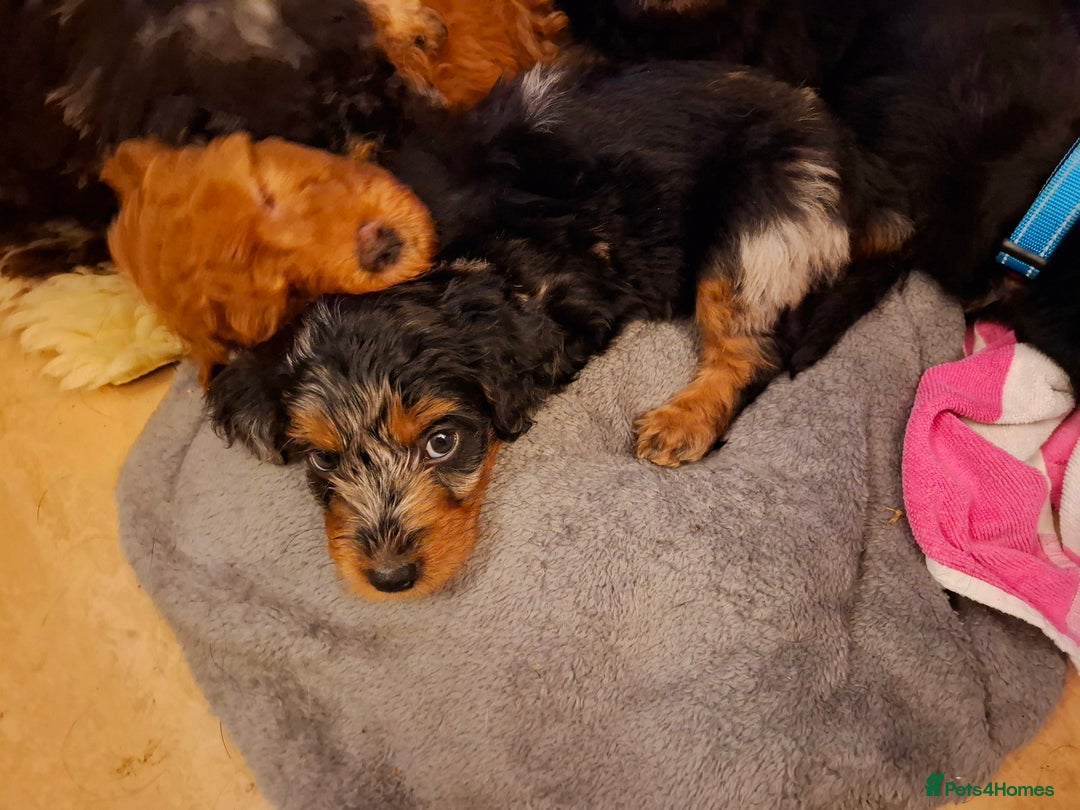 Mixed Breed dogs for sale: F1b health tested Rottiepoo puppies - Advert 23