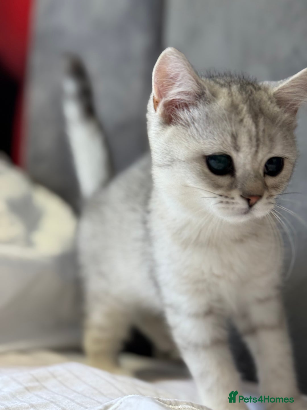 British Shorthair cats for sale: BSH kitten classic & chinchilla bloodline - Image 23