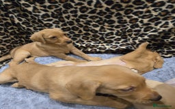Labrador Retriever dogs for sale: ✨ Golden Retriever Puppies – Ready 4 Sept ✨ - Image 12