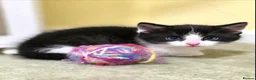 Mixed Breed cats for sale: Lovely kittens - Advert 19