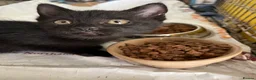 Mixed Breed cats for sale: Black playful  - Advert 5