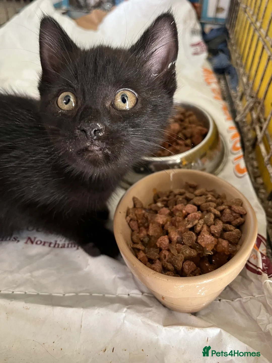 Mixed Breed cats for sale: Black playful  - Advert 5