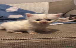 Turkish Angora cats for sale: Friendly, Cute & Cuddly Kittens – Ready 10/12  - Advert 5