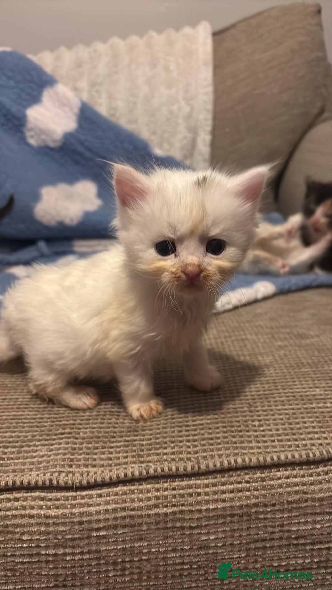 Turkish Angora cats for sale: Friendly, Cute & Cuddly Kittens – Ready 10/12  - Advert 5