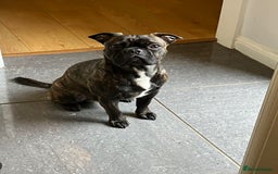 Mixed Breed dogs for sale: 8 and half weeks old puppy Staffi cross with pug  - Image 2