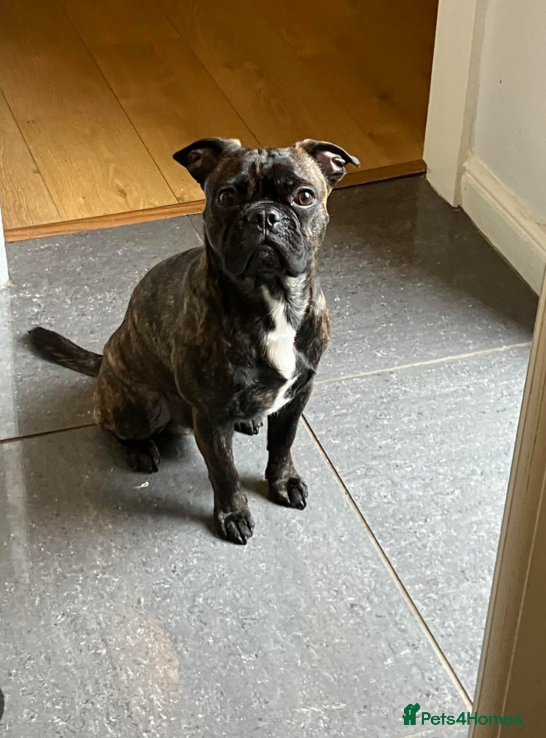 Mixed Breed dogs for sale: 8 and half weeks old puppy Staffi cross with pug  - Image 2