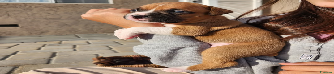 Boxer Puppy 3