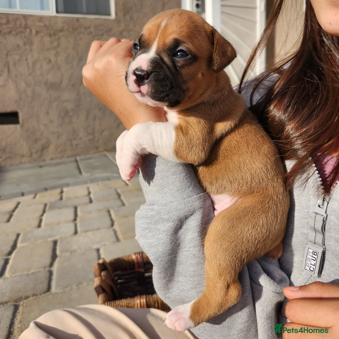 Boxer dogs for sale: Purebred Boxers Puppies - C3 Vacc Girls And Boys - Image 7