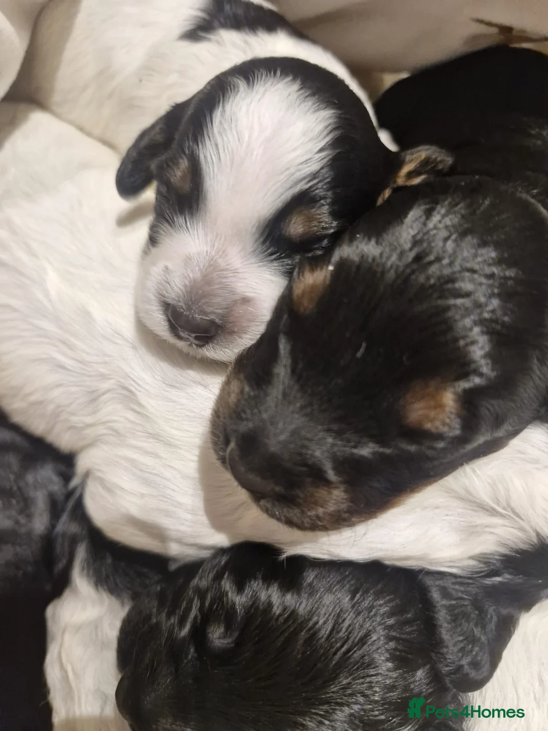 Cockapoo dogs for sale: 6 miniature Cockapoo Puppies - Advert 18