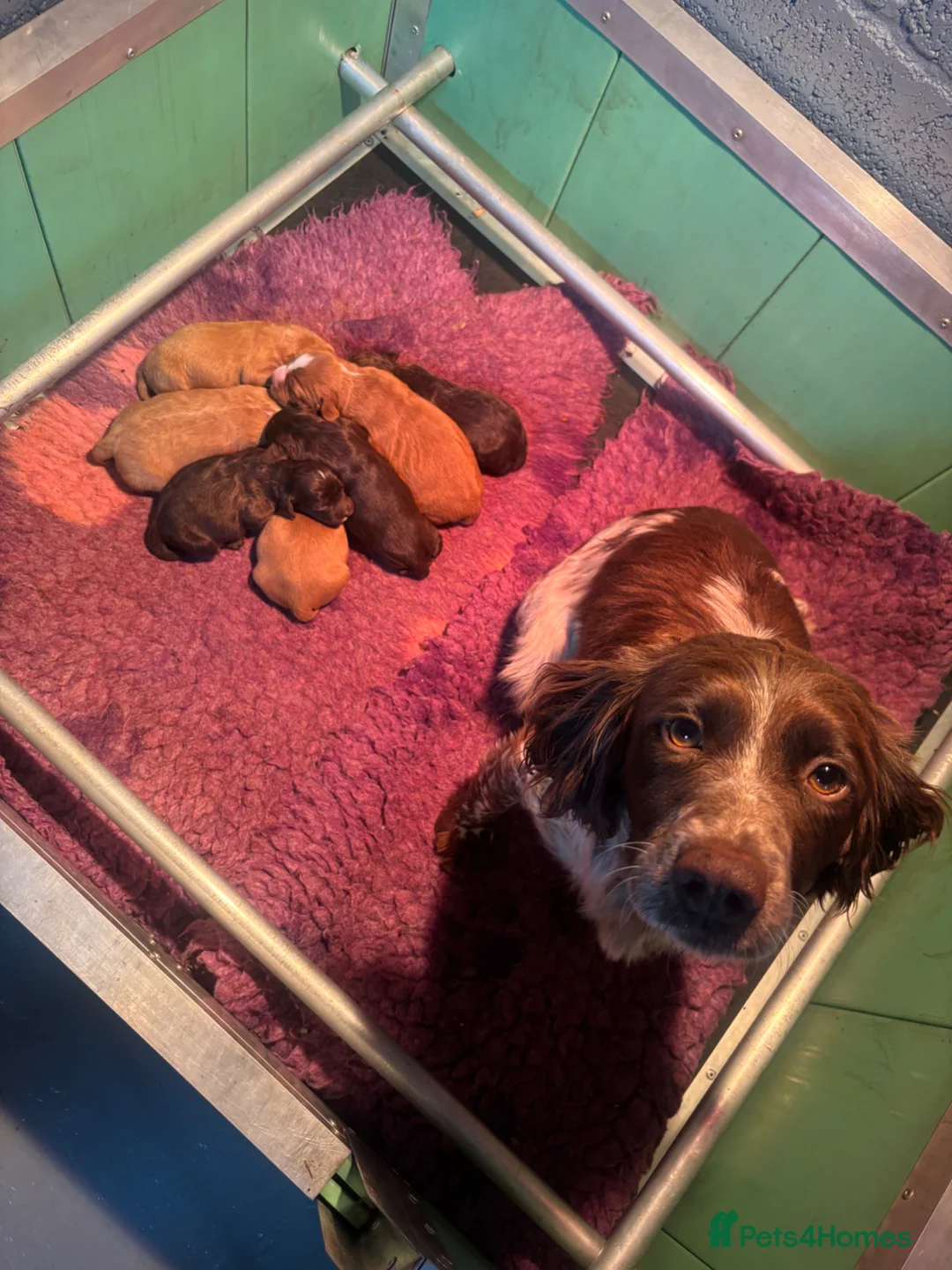 Cocker Spaniel dogs for sale: Beautiful cocker spaniel puppy’s - Advert 2