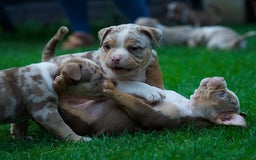 American Bully dogs for sale: Last boy left 🔥🔥🔥 - Image 13