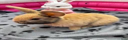 Mini Lop rabbits for sale: 🐰 Beautiful Mini Lop Baby Bunnies –Ready to go 🐰 - Advert 4